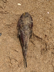 Uranoscopidae