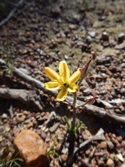 Albuca albucoides