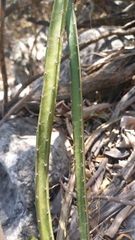 Selenicereus spinulosus