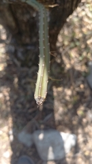 Selenicereus spinulosus