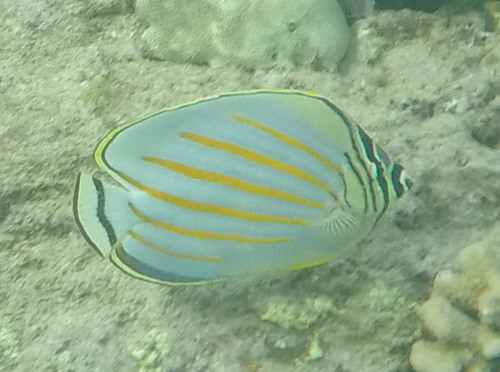 Chaetodon ornatissimus