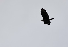 Spilornis holospilus