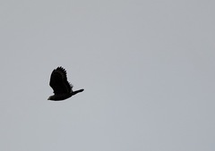 Spilornis holospilus