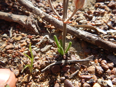 Albuca albucoides
