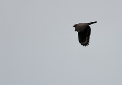 Spilornis holospilus