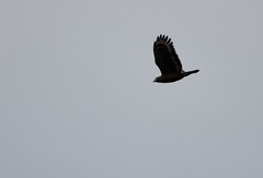 Spilornis holospilus