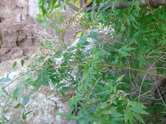 Lasiacis ruscifolia