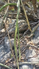 Selenicereus spinulosus
