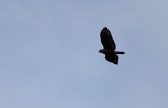 Spilornis holospilus