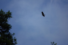 Spilornis holospilus