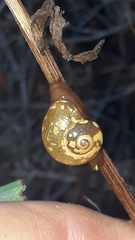 Sheldonia
