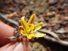 Albuca albucoides