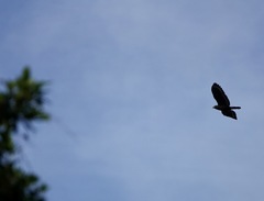 Spilornis holospilus