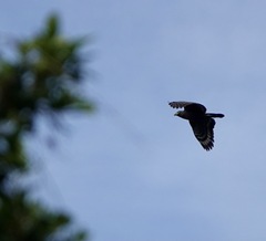 Spilornis holospilus