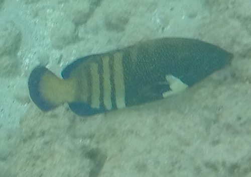 Cephalopholis argus
