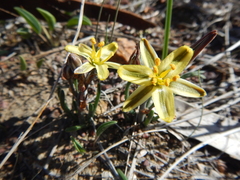 Albuca albucoides