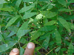 Lasiacis ruscifolia