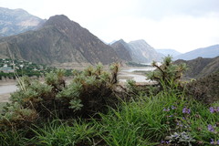 Astragalus denudatus