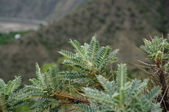 Astragalus denudatus
