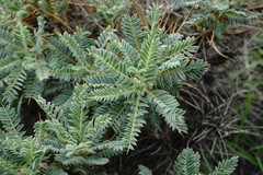 Astragalus denudatus
