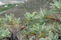 Astragalus denudatus