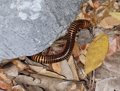 Thyropygus allevatus