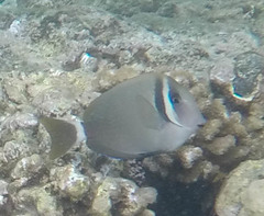 Acanthurus leucopareius