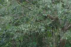 Bridelia micrantha