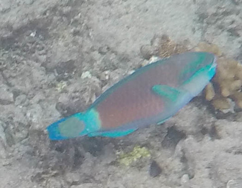 Chlorurus spilurus