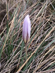 Crocus nevadensis
