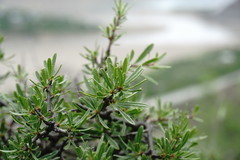 Rhamnus tortuosa