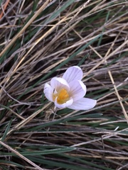 Crocus nevadensis