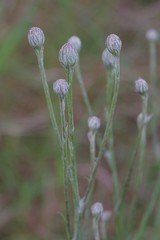 Senecio dregeanus