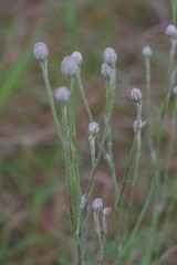 Senecio dregeanus