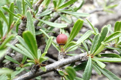 Rhamnus tortuosa