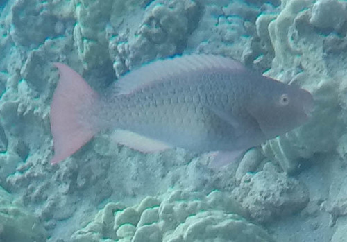 Scarus rubroviolaceus