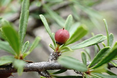 Rhamnus tortuosa