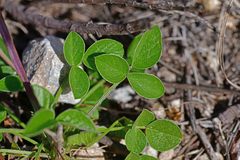 Bituminaria bituminosa