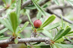 Rhamnus tortuosa