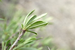 Rhamnus tortuosa