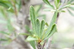 Rhamnus tortuosa