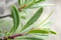 Rhamnus tortuosa