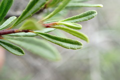 Rhamnus tortuosa