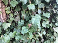 Hedera helix