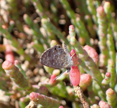 Theclinesthes sulpitius