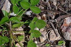 Bituminaria bituminosa