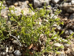 Chorizanthe brevicornu