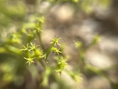 Chorizanthe brevicornu