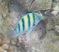 Abudefduf abdominalis