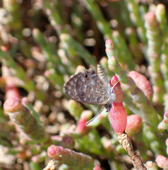 Theclinesthes sulpitius